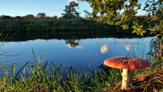 Mushroom lake reflection autumn forest - the water behind free wallpaper