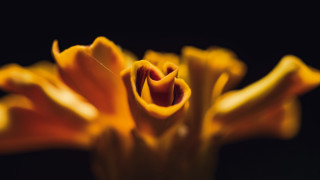 Yellow flower black background macro - a yellow flower free wallpaper