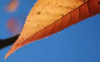 Yellow leaf blue sky macro - thin free wallpaper