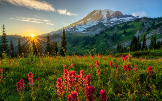 Mountain field wildflowers sunset nature - a snow free wallpaper