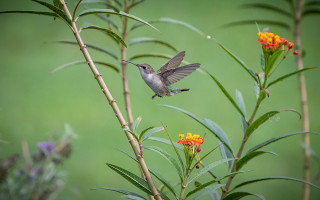 Hummingbird flower field green background - free bird wallpaper
