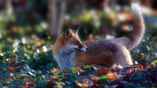 Fox autumn leaves blurry bokeh - a fox free wallpaper