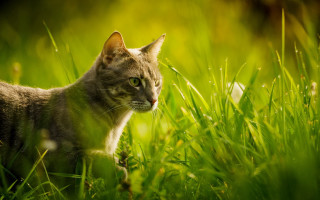 Cat grass distant focus nature - a blurry background of the grass free wallpaper