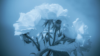 Flowers water drops blue background - a few other thing free wallpaper