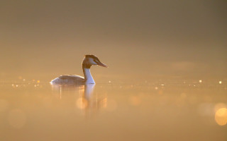 Duck lake forest sunset impressionism - a duck free wallpaper