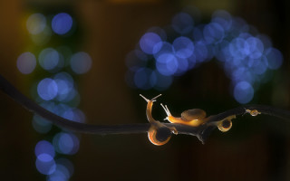 Snail branch blurry blue lights - a snail free wallpaper
