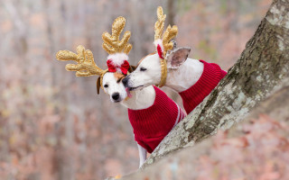 Reindeer dogs woods sweater blurry - a sweater free wallpaper