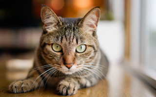 Sad cat table eyes blurry - symmetrical eye free wallpaper for desktop