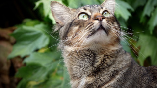 Cat wide eyed bush background - sense of awe free wallpaper