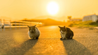 Cats sunset beach horizon dusk - two cat free wallpaper