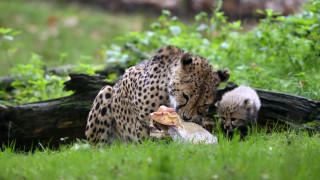 Cheetah cub playing food grass - fallen free wallpaper
