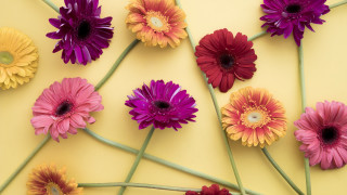 Flowers table center daisy camellia - one flower in the middle of the picture free wallpaper
