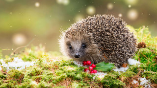 Hedgehog mossy berries leaves christmas 2 - a hedgehog free wallpaper
