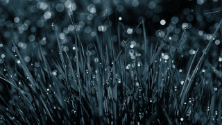 Grass water droplets macro underwater - leaf and grass free wallpaper