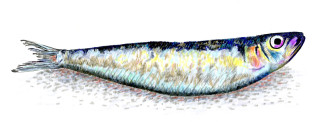 Long tail fish drawing image - illustration free wallpaper