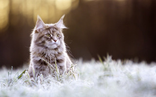 Cat grass yellow eyes renaissance - a blurry background of trees free wallpaper for desktop