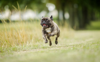 Small dog running frisbee open - a frisbee free wallpaper
