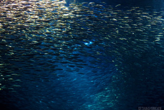 Fish school swimming sunlight water - underwater free wallpaper