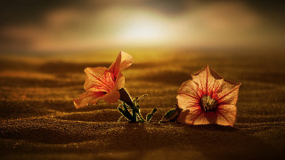 Sunset flower sand blowing orange - the sun shining behind them free wallpaper