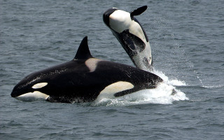 Orca whales splashing outdoors ocean - free animals wallpaper