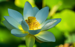 Blue lotus yellow center pond - yellow free wallpaper