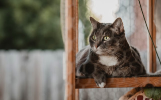 Sad cat sitting wooden shelf - a wooden shelf free wallpaper