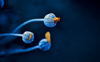 Blue flower yellow tips macro - the center of the picture free wallpaper for desktop