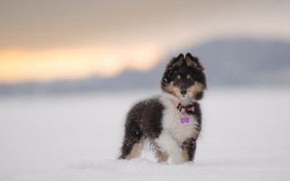 Dog snow pink collar Elke - a pink collar free wallpaper