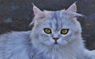White cat yellow eyes sitting - symmetrical free wallpaper
