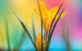 Yellow flower water droplets macro 12 - green stem free wallpaper for desktop