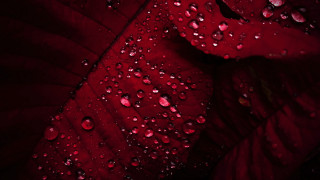 Red leaf water droplets macro 6 - high detail 4k free wallpaper