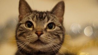 Cat shiba inu blurry background 4 - daphne allen free wallpaper