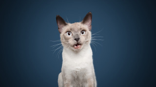 Surprised cat blue background open - its face and ears free wallpaper