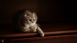 Cat sitting wooden shelf dark - a still life free wallpaper