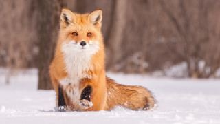 Red fox sitting snow curious - animal free wallpaper for desktop