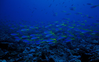 Fish coral reef ocean blue 4 - blue water free wallpaper