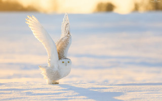 Snowy owl flying over snow - its wing free wallpaper