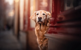 Dog sad looking camera outside - outside free wallpaper for desktop