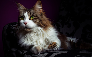 Black cat renaissance portrait purple - pattern free wallpaper for desktop