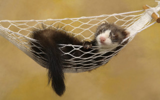 Ferret hammock toy brown background - a hammock free wallpaper