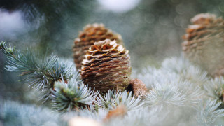 Pinecone pinebranch needles tiltshift fireworks - needle and needles free wallpaper