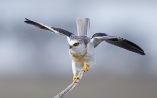 Bird wing flying branch open - wildlife photography free wallpaper