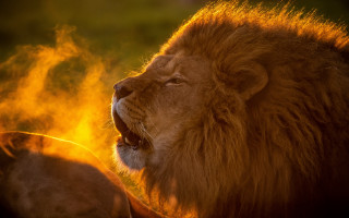 Lion roaring watching fire embers - a lion free wallpaper