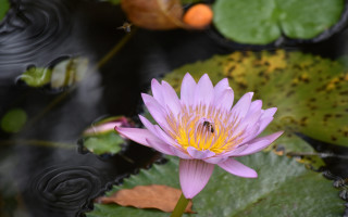 Purple flower bee water lilies - nature photography free wallpaper for desktop