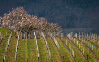 Tree field fence hill blooming - bloom free wallpaper