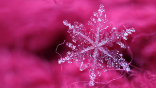 Snowflake pink background macro photography - a snowflake free wallpaper