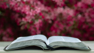 Open book flower background shallow - a blurry background of flowers free wallpaper