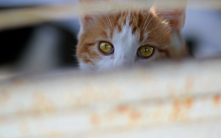 White cat curtain wide eyed - visible free wallpaper