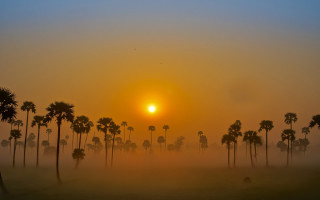 Foggy sunrise palm trees person - the sun in the distance free wallpaper
