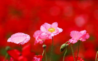 Pink flower field yellow center 4 - a red background behind free wallpaper